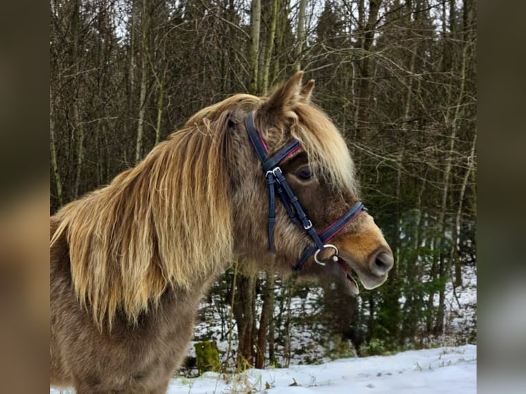 Más ponis/caballos pequeños Caballo castrado 3 años 125 cm Pío in Pelmberg