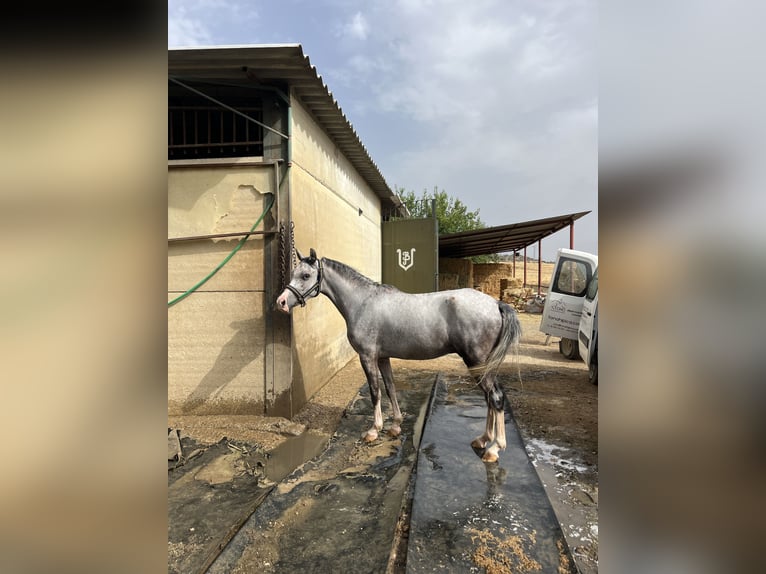 Más ponis/caballos pequeños Caballo castrado 3 años 125 cm Tordo rodado in Villanueva Del Rio Y Minas