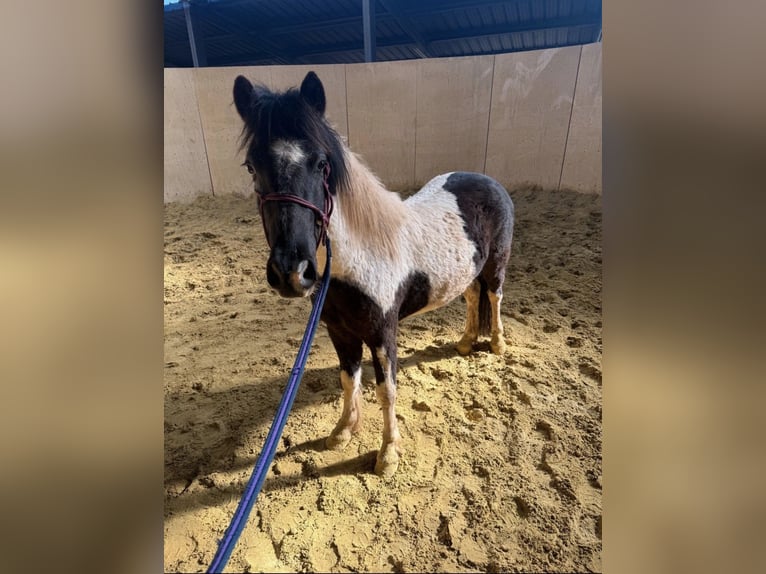 Más ponis/caballos pequeños Caballo castrado 3 años 128 cm Pío in Daleiden