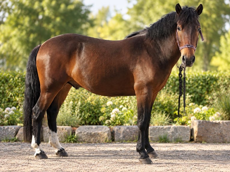 Más ponis/caballos pequeños Mestizo Caballo castrado 3 años 140 cm Castaño in Stockstadt am Main