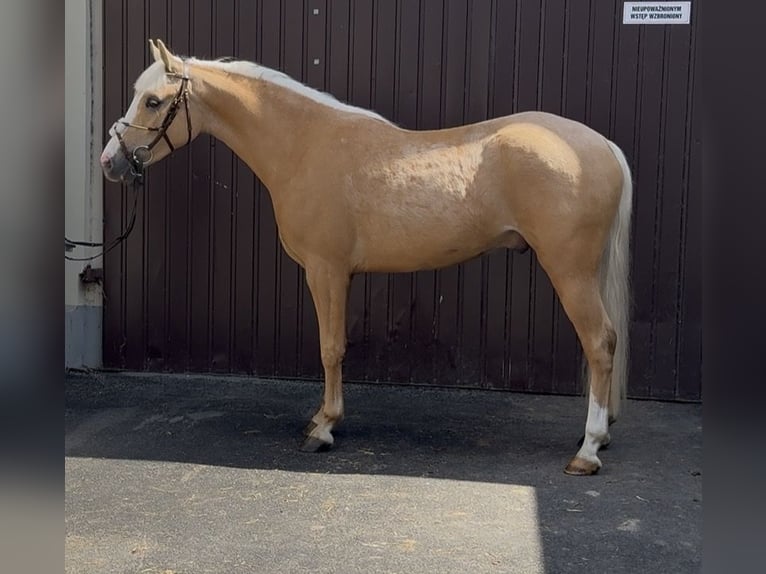 Más ponis/caballos pequeños Caballo castrado 3 años 140 cm Palomino in Strzałkowo