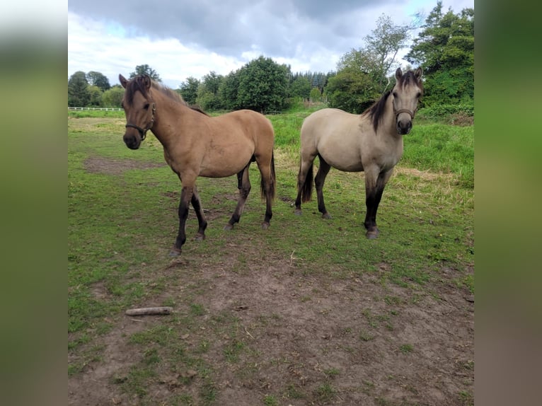 Más ponis/caballos pequeños Caballo castrado 3 años 148 cm Bayo in Klein Pampau