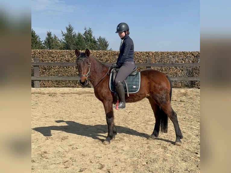 Más ponis/caballos pequeños Caballo castrado 3 años 148 cm  in Daleiden