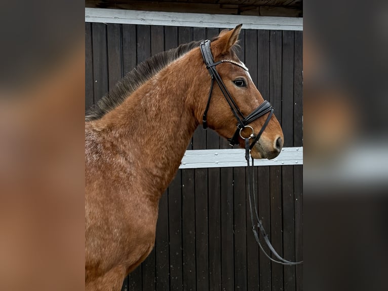 Más ponis/caballos pequeños Caballo castrado 3 años 149 cm Atigrado/Moteado in Oberhausen