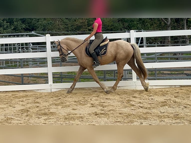 Más ponis/caballos pequeños Caballo castrado 3 años 155 cm Palomino in Morsbach