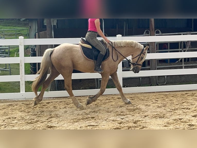 Más ponis/caballos pequeños Caballo castrado 3 años 155 cm Palomino in Morsbach