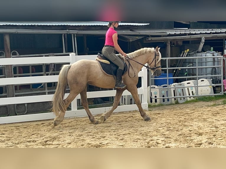 Más ponis/caballos pequeños Caballo castrado 3 años 155 cm Palomino in Morsbach