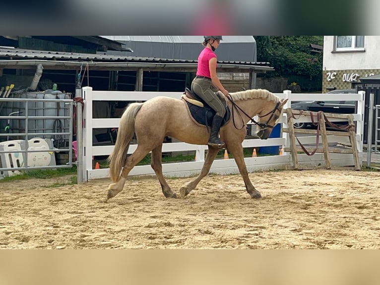 Más ponis/caballos pequeños Caballo castrado 3 años 155 cm Palomino in Morsbach