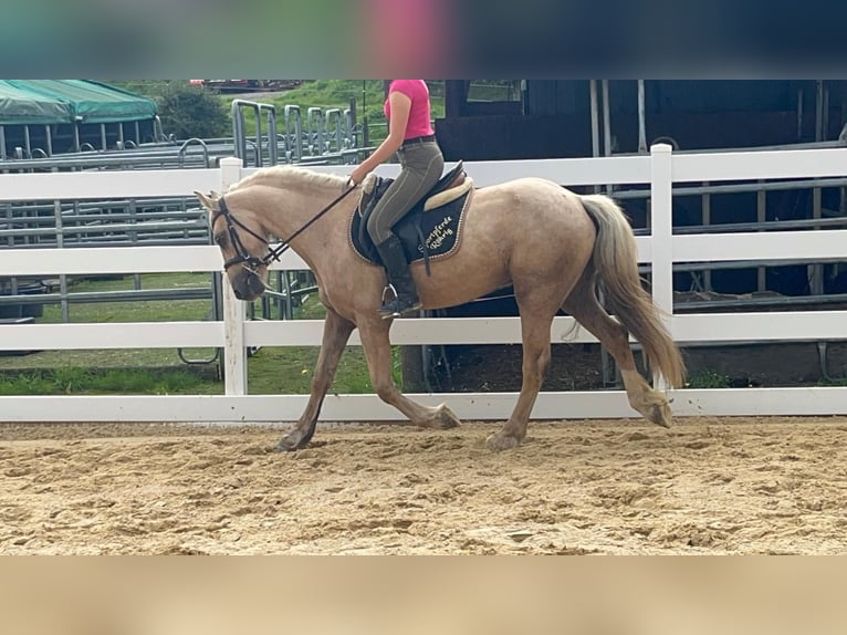 Más ponis/caballos pequeños Caballo castrado 3 años 155 cm Palomino in Morsbach