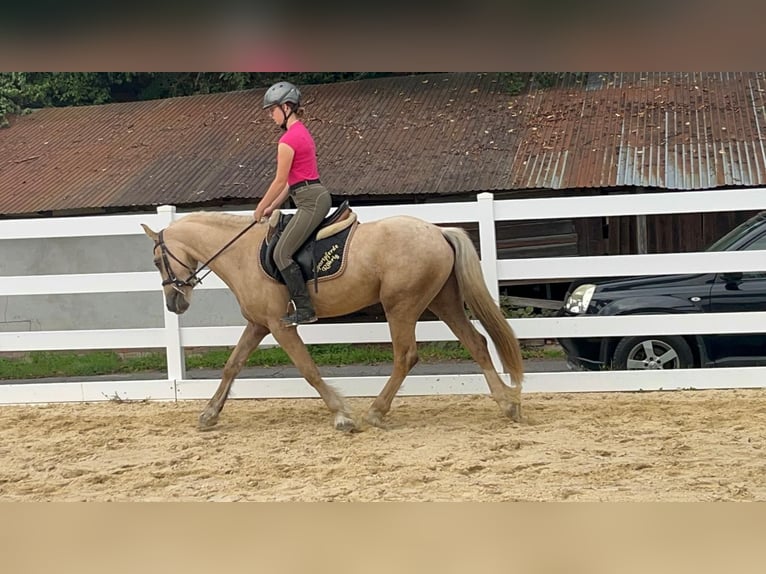 Más ponis/caballos pequeños Caballo castrado 3 años 155 cm Palomino in Morsbach