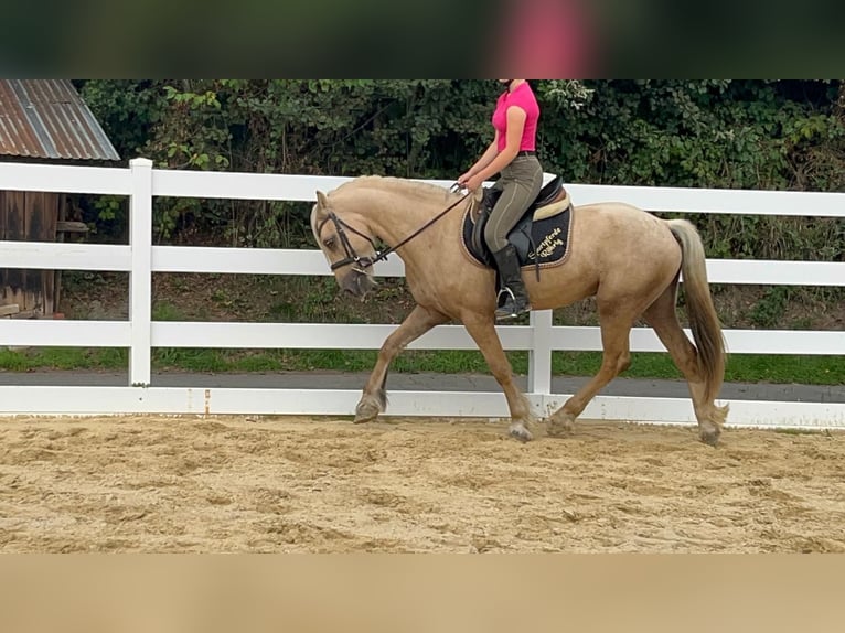 Más ponis/caballos pequeños Caballo castrado 3 años 155 cm Palomino in Morsbach