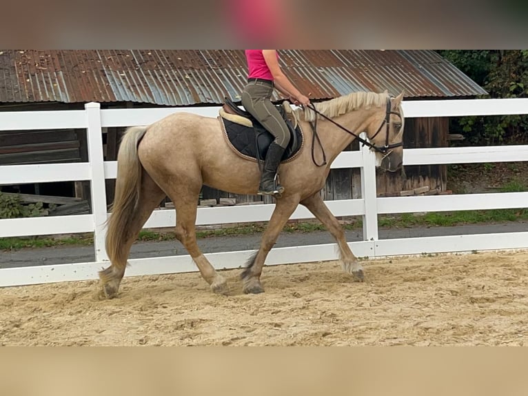 Más ponis/caballos pequeños Caballo castrado 3 años 155 cm Palomino in Morsbach