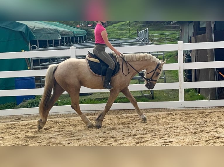 Más ponis/caballos pequeños Caballo castrado 3 años 155 cm Palomino in Morsbach