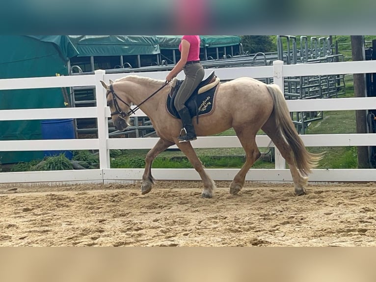 Más ponis/caballos pequeños Caballo castrado 3 años 155 cm Palomino in Morsbach