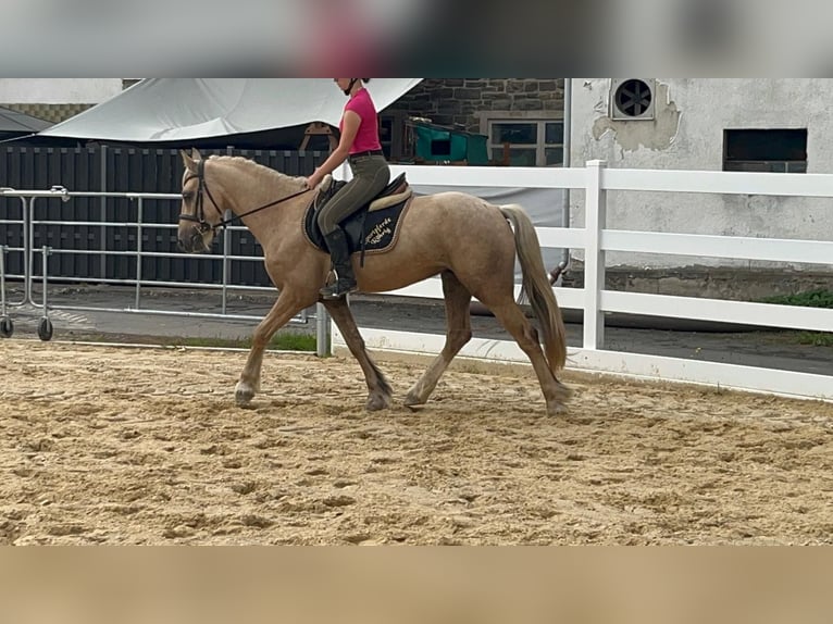Más ponis/caballos pequeños Caballo castrado 3 años 155 cm Palomino in Morsbach