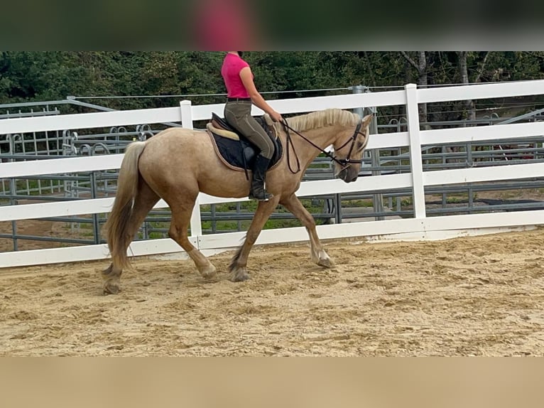 Más ponis/caballos pequeños Caballo castrado 3 años 155 cm Palomino in Morsbach