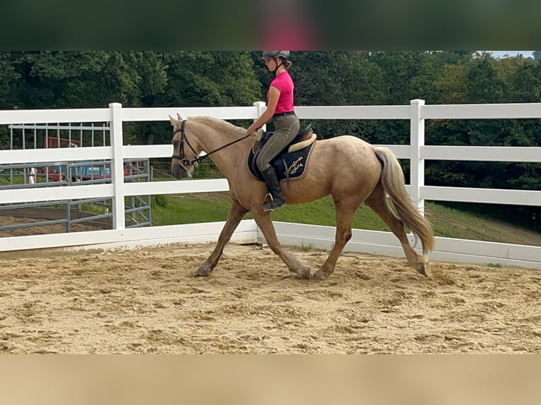 Más ponis/caballos pequeños Caballo castrado 3 años 155 cm Palomino in Morsbach