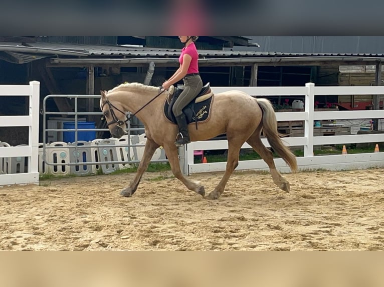 Más ponis/caballos pequeños Caballo castrado 3 años 155 cm Palomino in Morsbach