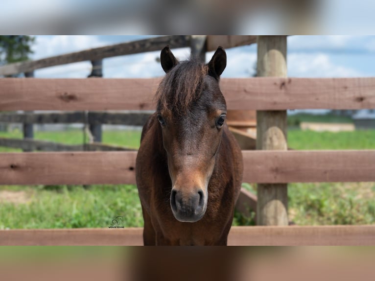 Más ponis/caballos pequeños Caballo castrado 3 años 91 cm Castaño rojizo in Fredericksburg