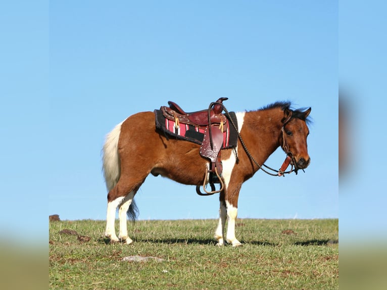 Más ponis/caballos pequeños Caballo castrado 3 años 91 cm Pío in Rebersburg
