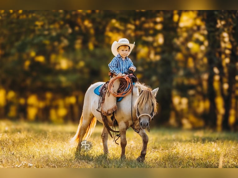 Más ponis/caballos pequeños Caballo castrado 4 años 102 cm Bayo in Lyles