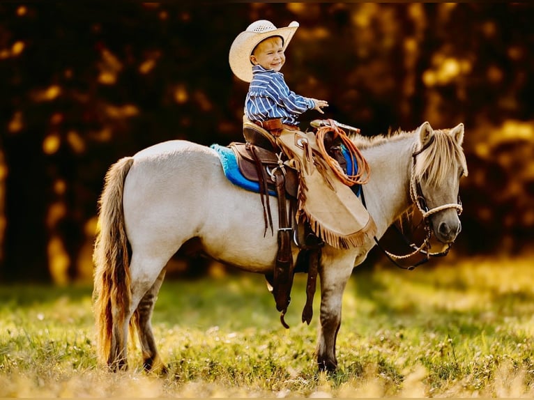 Más ponis/caballos pequeños Caballo castrado 4 años 102 cm Bayo in Lyles