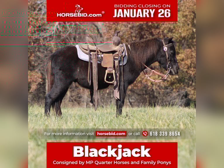 Más ponis/caballos pequeños Caballo castrado 4 años 102 cm Negro in Brownstown