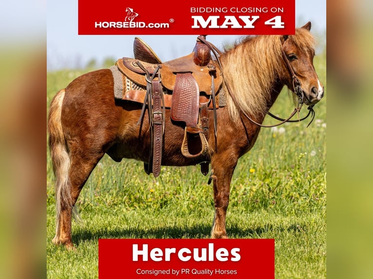Más ponis/caballos pequeños Caballo castrado 4 años 104 cm Alazán rojizo in Ewing