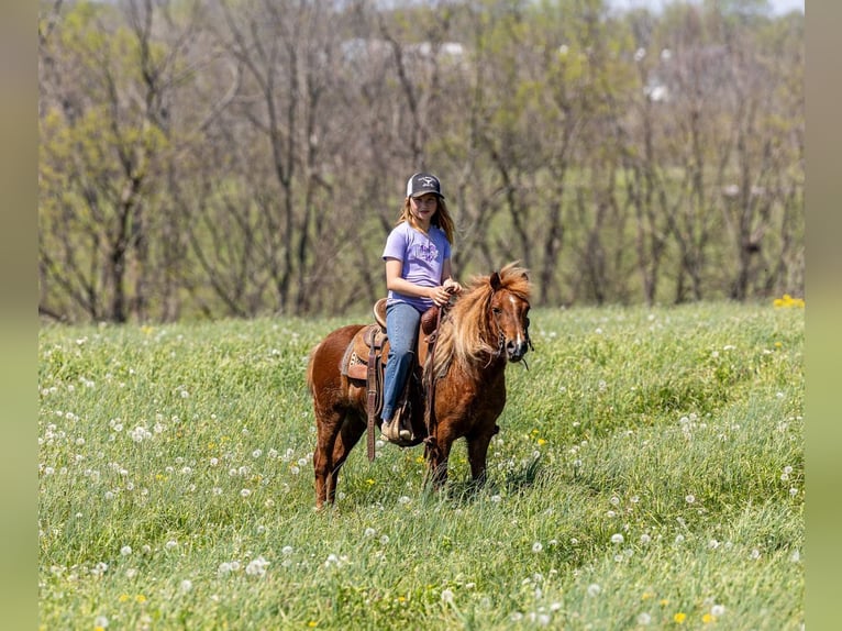 Más ponis/caballos pequeños Caballo castrado 4 años 104 cm Alazán rojizo in Ewing