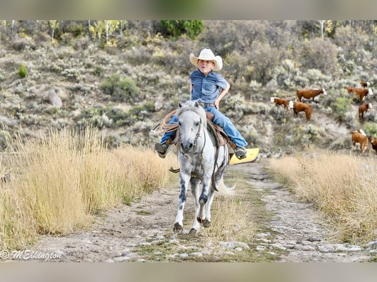 Más ponis/caballos pequeños Caballo castrado 4 años 104 cm Tordo in Rigby