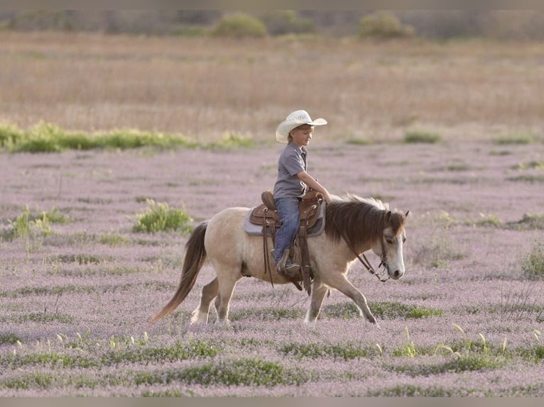 Más ponis/caballos pequeños Caballo castrado 4 años 107 cm Buckskin/Bayo in Aguila