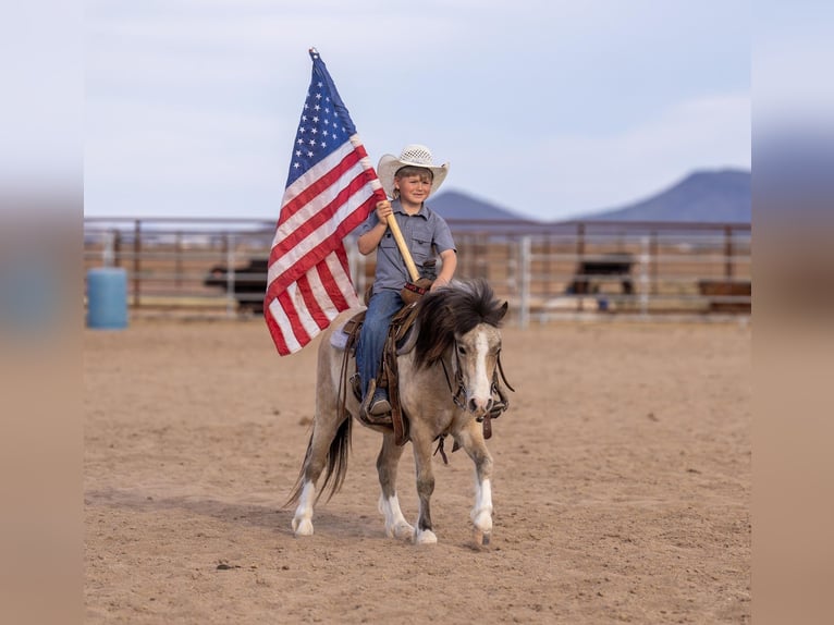 Más ponis/caballos pequeños Caballo castrado 4 años 107 cm Buckskin/Bayo in Aguila