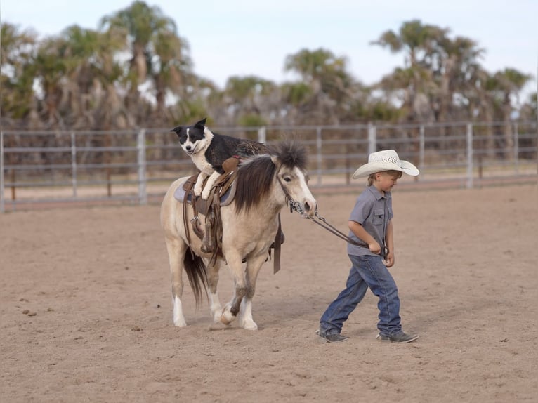 Más ponis/caballos pequeños Caballo castrado 4 años 107 cm Buckskin/Bayo in Aguila