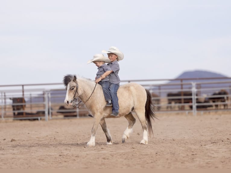 Más ponis/caballos pequeños Caballo castrado 4 años 107 cm Buckskin/Bayo in Aguila