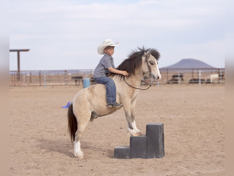 Más ponis/caballos pequeños Caballo castrado 4 años 107 cm Buckskin/Bayo in Aguila