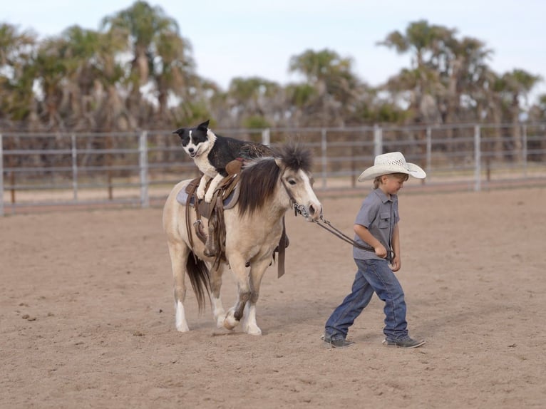 Más ponis/caballos pequeños Caballo castrado 4 años 107 cm Buckskin/Bayo in Aguila