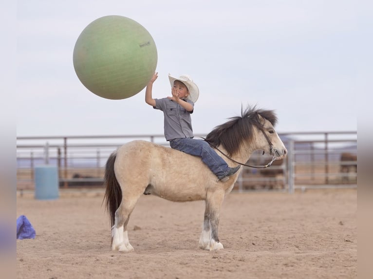 Más ponis/caballos pequeños Caballo castrado 4 años 107 cm Buckskin/Bayo in Aguila