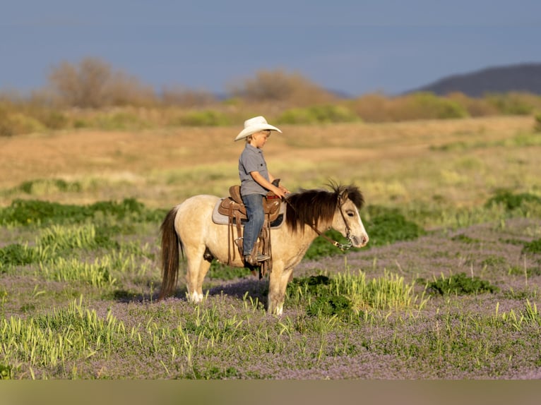 Más ponis/caballos pequeños Caballo castrado 4 años 107 cm Buckskin/Bayo in Aguila