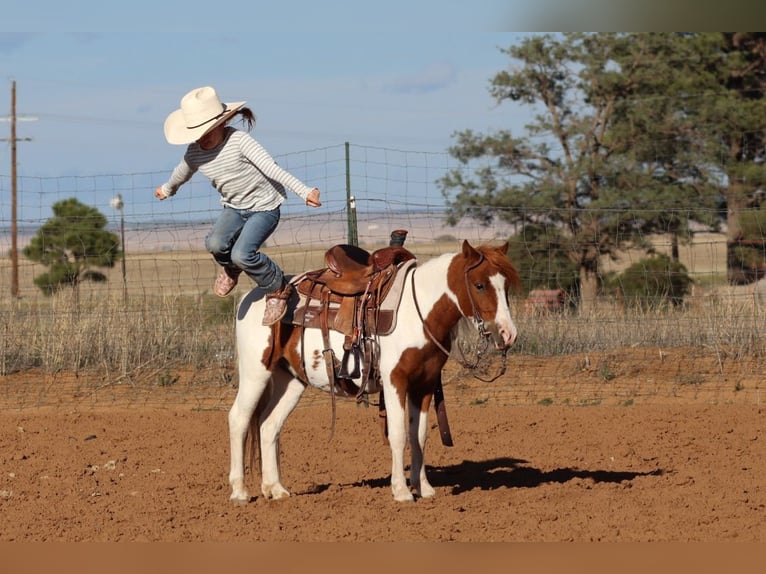 Más ponis/caballos pequeños Caballo castrado 4 años 107 cm Pío in Edgewood