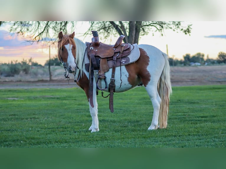 Más ponis/caballos pequeños Caballo castrado 4 años 107 cm Pío in Edgewood