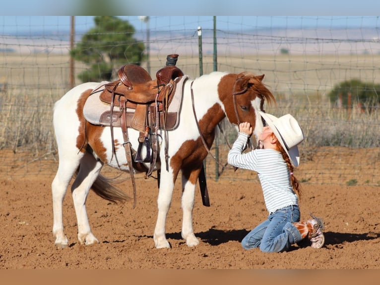 Más ponis/caballos pequeños Caballo castrado 4 años 107 cm Pío in Edgewood