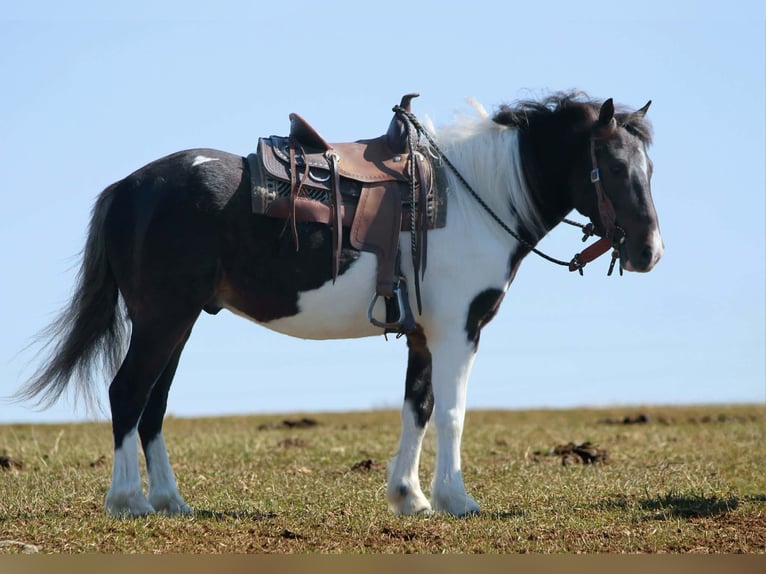 Más ponis/caballos pequeños Caballo castrado 4 años 112 cm Pío in Rebersburg
