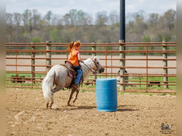 Más ponis/caballos pequeños Caballo castrado 4 años 114 cm Palomino in Auburn