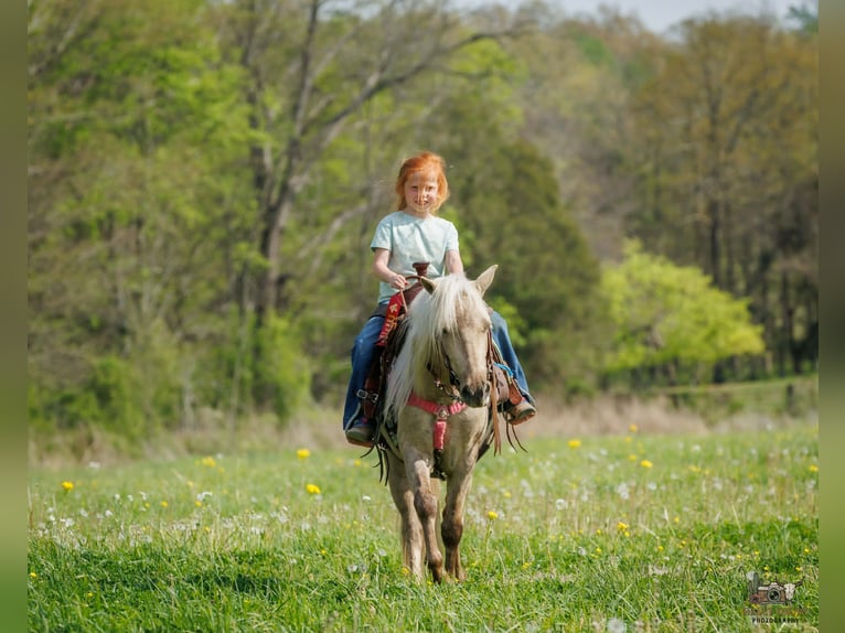 Más ponis/caballos pequeños Caballo castrado 4 años 114 cm Palomino in Auburn
