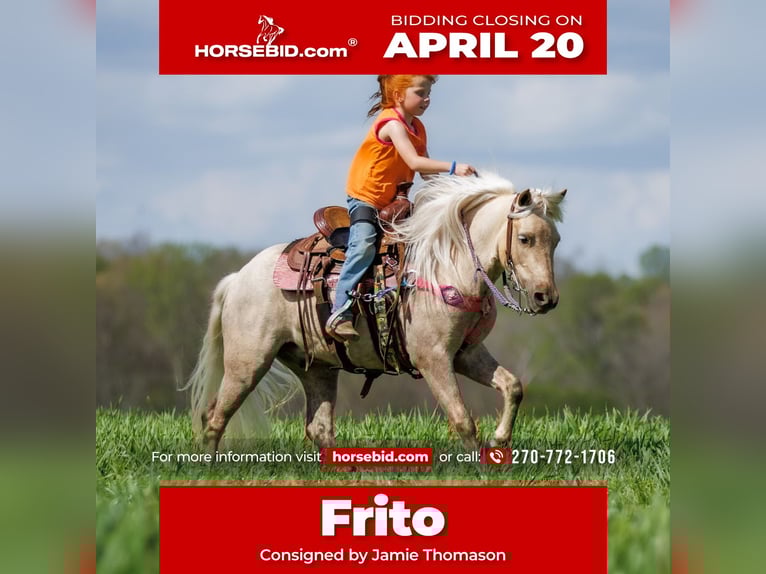 Más ponis/caballos pequeños Caballo castrado 4 años 114 cm Palomino in Auburn