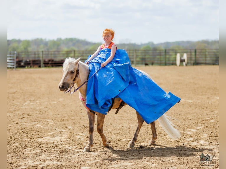 Más ponis/caballos pequeños Caballo castrado 4 años 114 cm Palomino in Auburn