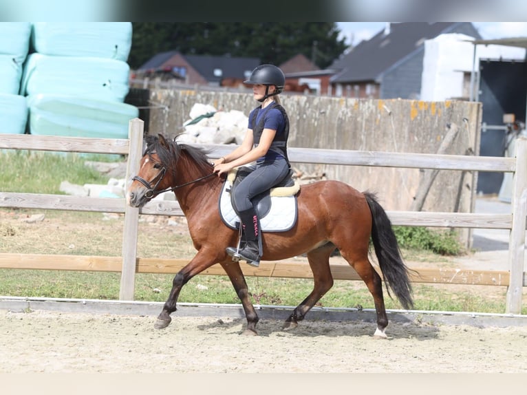 Más ponis/caballos pequeños Caballo castrado 4 años 119 cm Castaño in Pepingen