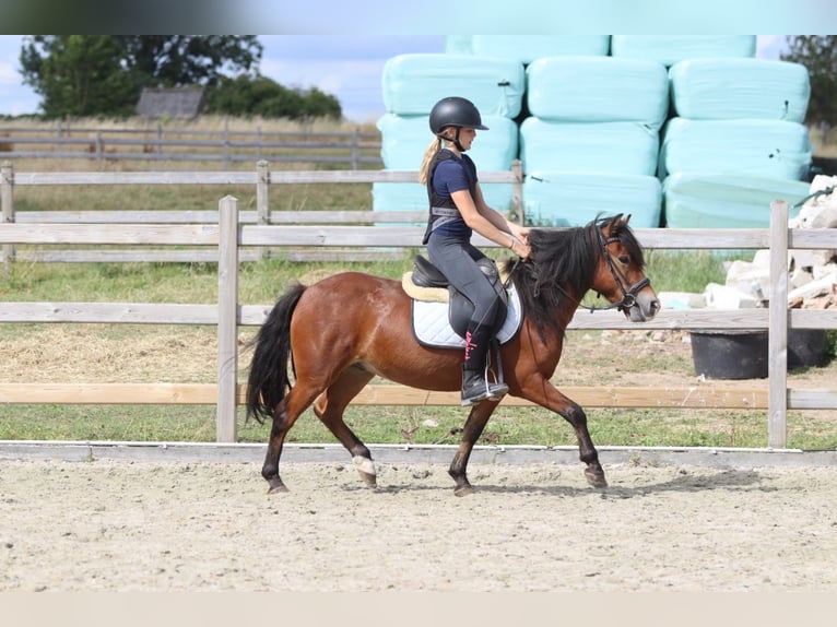 Más ponis/caballos pequeños Caballo castrado 4 años 119 cm Castaño in Pepingen