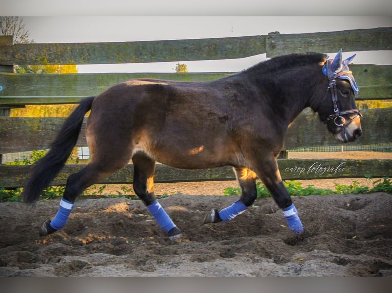 Más ponis/caballos pequeños Mestizo Caballo castrado 4 años 120 cm Castaño oscuro in Geesow