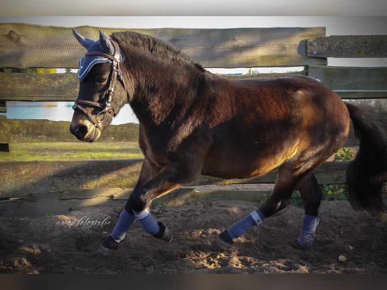 Más ponis/caballos pequeños Mestizo Caballo castrado 4 años 120 cm Castaño oscuro in Geesow